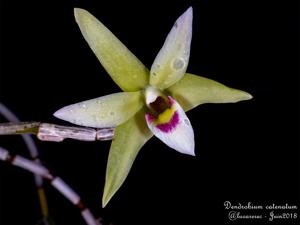 Dendrobium moniliforme