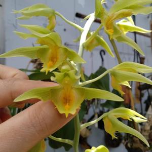 Catasetum triodon