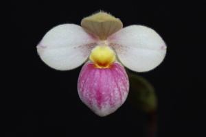 Phragmipedium schlimii