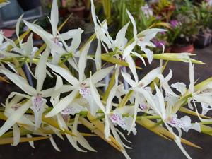 Miltonia flavescens