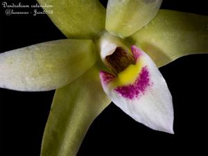 Dendrobium moniliforme