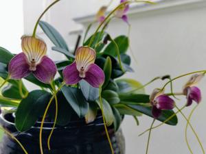 Masdevallia caudata