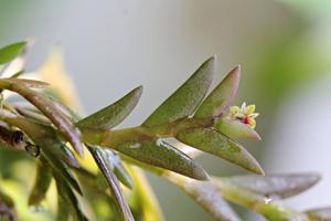 Dendrobium indivisum