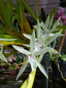 Miltonia flavescens