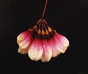 Bulbophyllum bulhartii