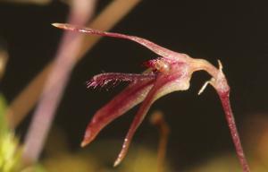 Bulbophyllum mona-lisae