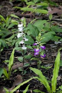 Brachycorythis neglecta