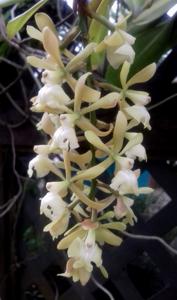 Epidendrum coronatum