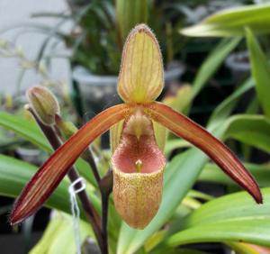 Phragmipedium sargentianum