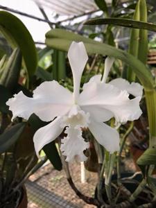 Cattleya lobata
