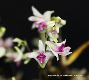 Dendrobium elliottianum