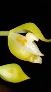 Notylia laxa