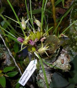 Dendrobium shearmanii