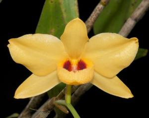 Dendrobium moschatum