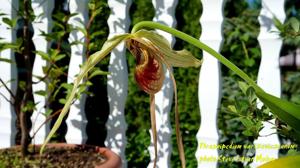 Phragmipedium humboldtii