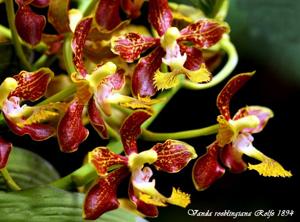 Vanda roeblingiana