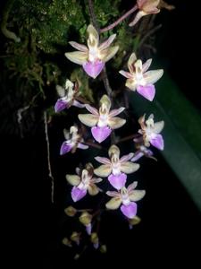 Sarcoglyphis comberi