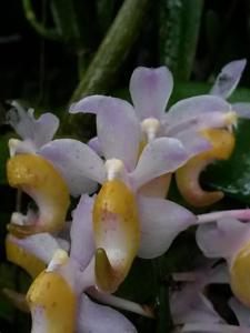 Aerides odorata