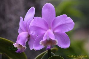 Cattleya loddigesii