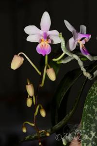 Phalaenopsis lindenii