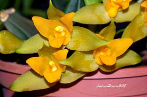 Lycaste aromatica