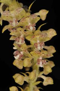 Mycaranthes floribunda