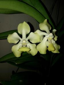 Vanda dearei