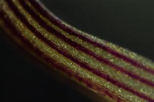 Restrepia brachypus