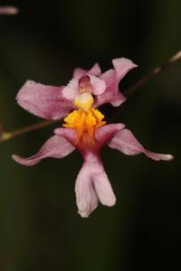 Oncidium sotoanum