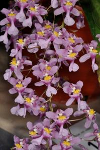 Oncidium sotoanum