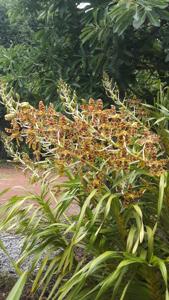 Grammatophyllum speciosum