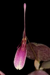 Restrepia seketii