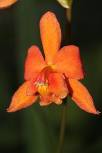 Oncidium noezlianum