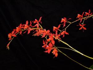 Oncidium noezlianum