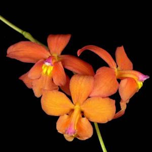 Oncidium noezlianum