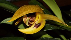 Bulbophyllum dearei