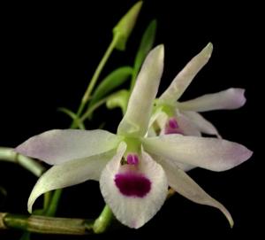 Dendrobium shixingense