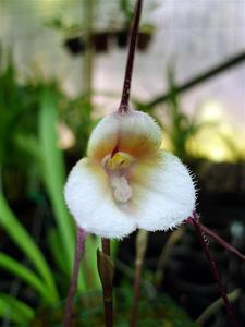 Dracula velutina