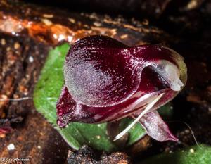 Corybas unguiculatus