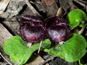 Corybas fimbriatus
