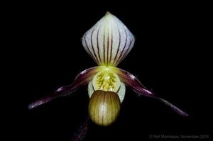 Paphiopedilum canhii