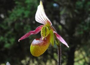 Paphiopedilum canhii