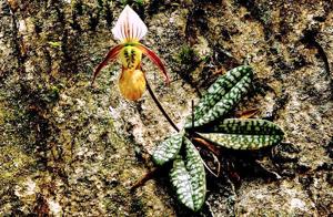 Paphiopedilum canhii