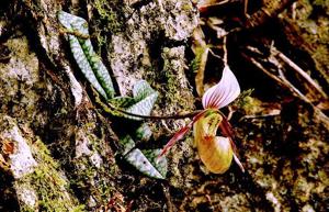 Paphiopedilum canhii