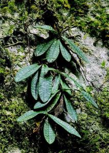 Paphiopedilum canhii