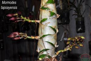 Mormodes tapoayensis
