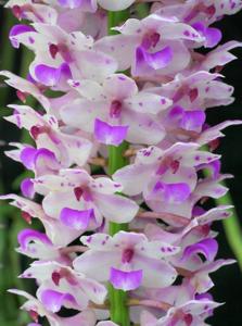 Rhynchostylis retusa