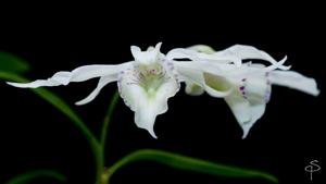 Dendrobium rhodostictum