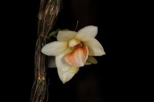 Dendrobium boosii