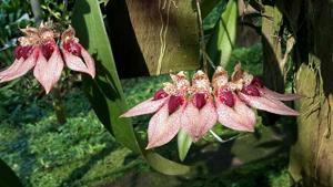 Bulbophyllum annandalei